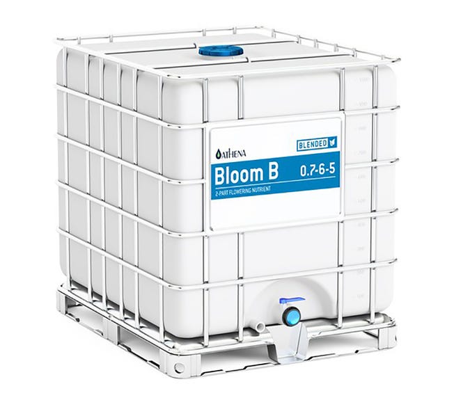 Athena Bloom B
