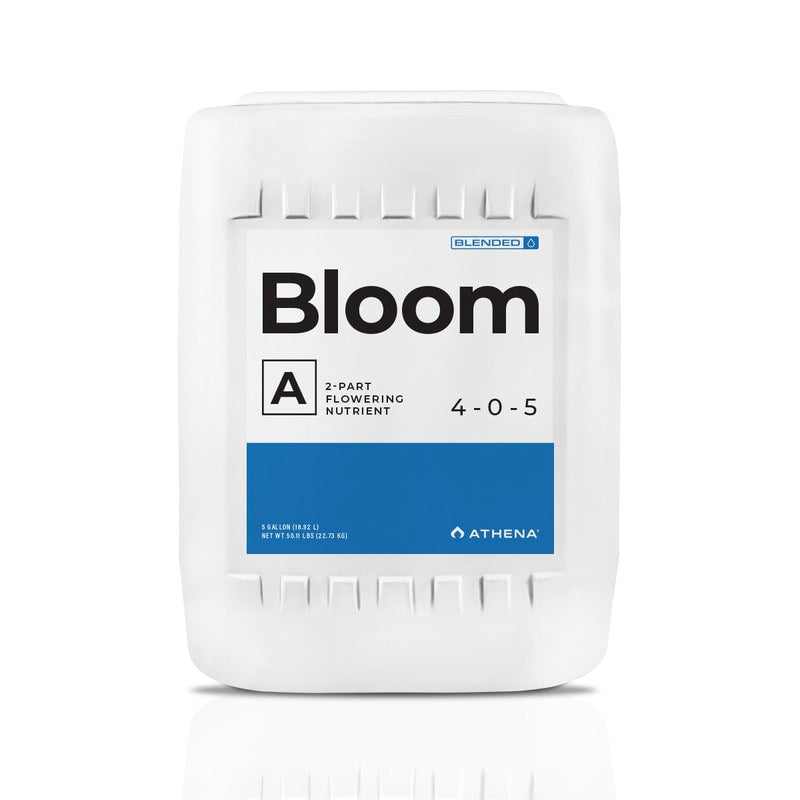 Athena Bloom B