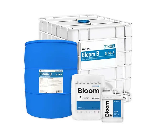 Athena Bloom B